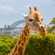 The heads of 2 giraffes in front of trees and the Sydney skyline